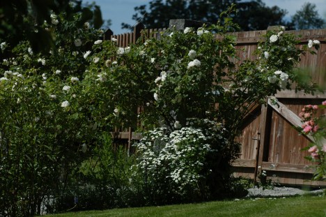 Prestegårdsrosene ønsker velkommen