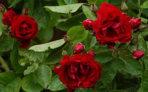 Klatrerosen som vi tror er flammentanz. Den blomstrer rikelig gjennom sommeren dersom en klipper vekk det som er vissent.