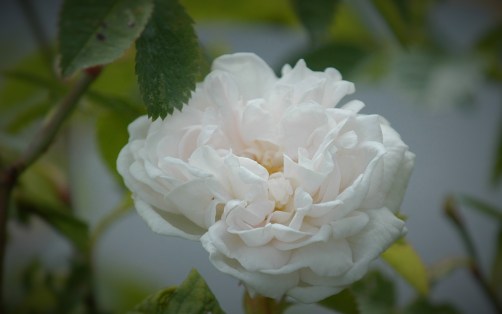 Vår velduftene prestegårdsrose.