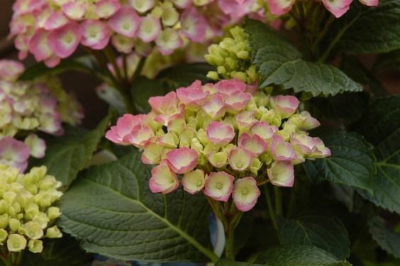 Tett på en svakt rosa variant.