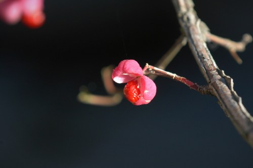 Beinved med frøstand.