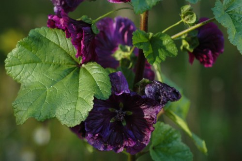 En vakker stokkrose variant.