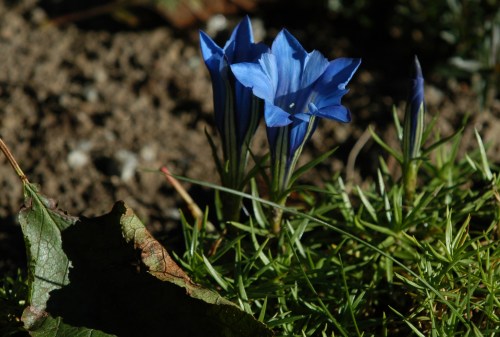 Har nettopp begynt å blomstre mens bladene faller fra trærne.