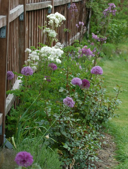 Frøstjerne og allium passer godt sammen.