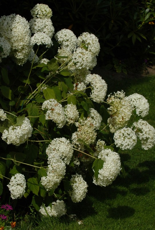 Vakker, hvit og blomstrer rikelig.