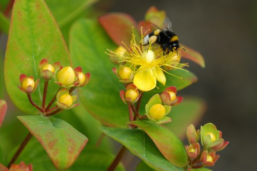 Perikum med en liten gjest.
