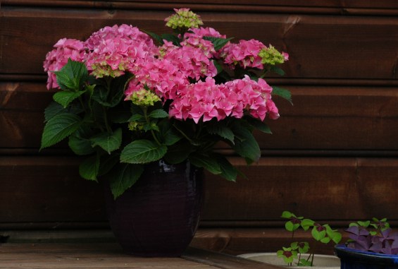 Fikk denne i gave på forsommeren og hadde den helt perfekte krukken. 