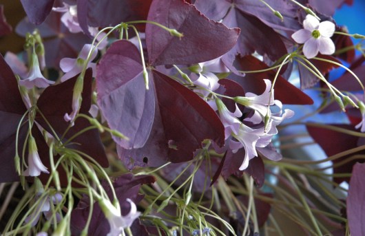 Blomsterhodene i enden av lange tynne stilker.