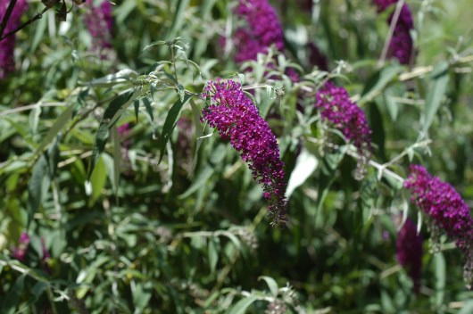 Sommerfuglbusk, Buddleia. Vi har prøvd denne i hagen en gang uten hell. Kanskje vi skal prøve igjen.