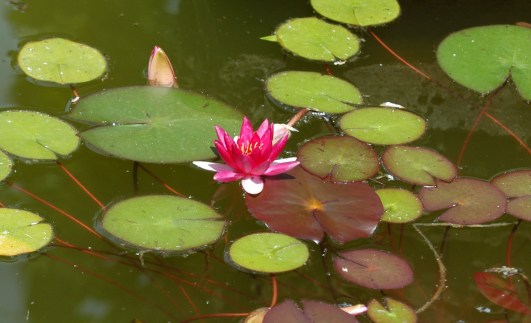 Her var der også et basseng med vannliljer.