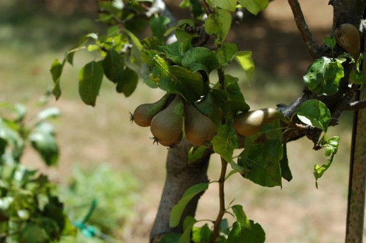 Oppstammet pæretre. Det står på ønskelisten her hjemme. 