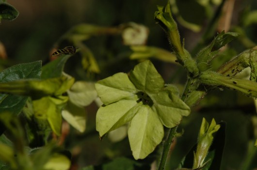 På vei inn for landing.