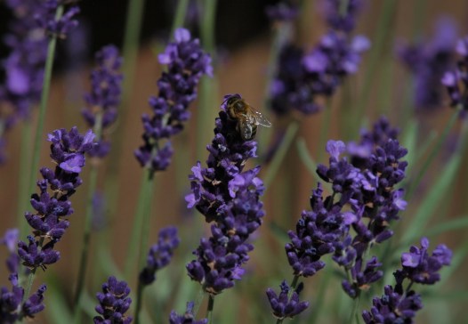 Lavendelen tiltrekker seg også mange insekter, og det vil vi jo.