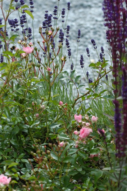Her ser en tydelig lavendelen foran. Grusen bak er innkjørselen vår.