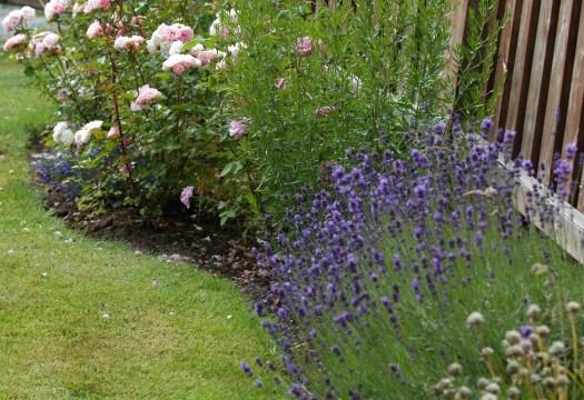 Lavendelen passer fint sammen med rosene her.