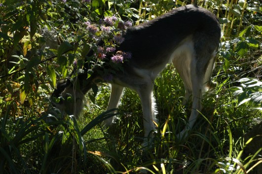 Det er alltid gode lukter i hagen.