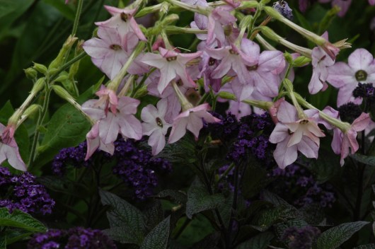 Lys lilla og heliotrop. Begge er blomster som dufter.