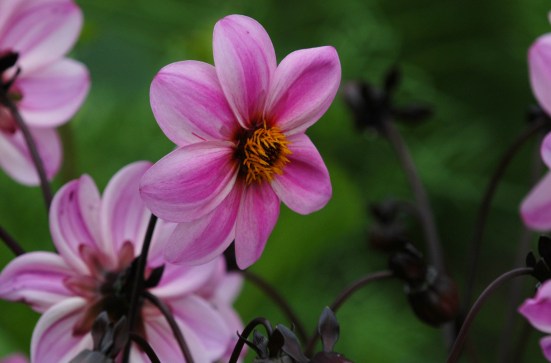 Denne kjøpte jeg et par stykker av i blomst.