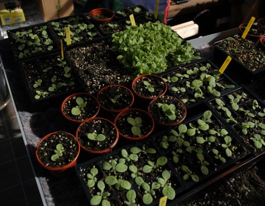 Den lille tette skogen der er planter jeg enda ikke har plantet om av den limegrønne typen.