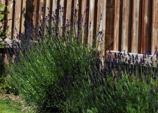 Dette er en av de eldste plantene. Den trives godt i varmen ved gjerdet.