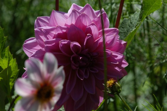 Vakker i trengselen.