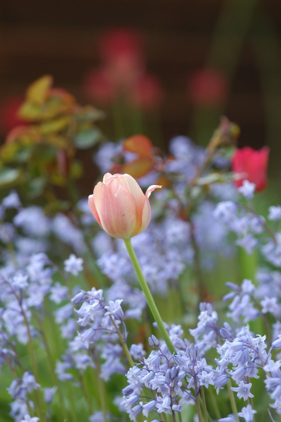 Denne lyserøde tulipanen, og flere av samme slaget, pluss noen røde,  har blomstret i dette bedet i over 20 år. Det er i grunnen ganske fantastisk så hardføre de er.