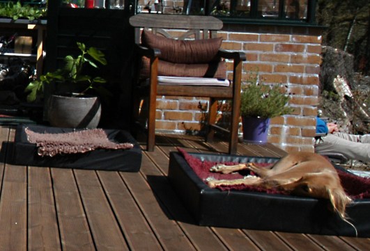 Vi får klar beskjed om å legge ut hundesengene på terrassen dersom vi ikke er kjappe nok. Halima elsker å ligge her i solen.