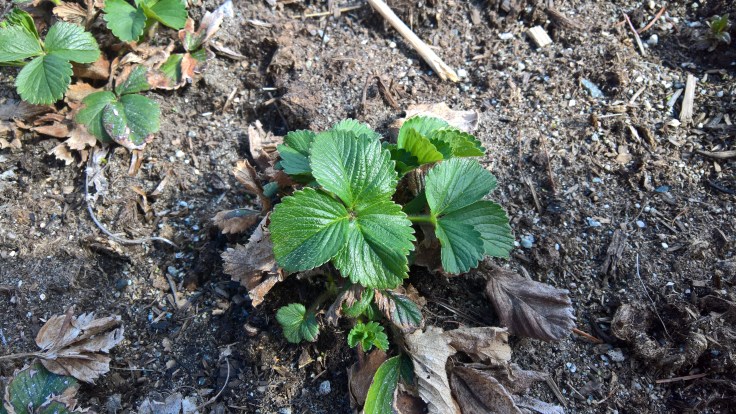 WP_20160410_15_15_29_Rich