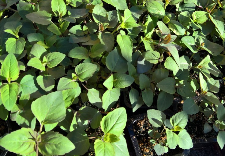 WP_20160422_18_39_40_Rich (2)