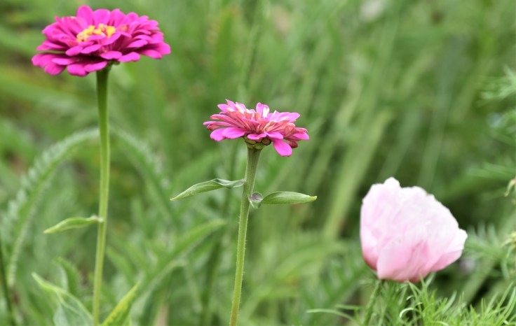 hagen i juni 2018 013 (2)