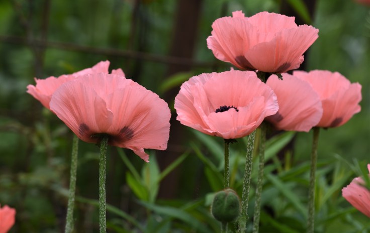 hagen i juni 2018 018 (2)