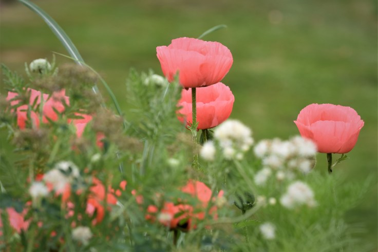 hagen i juni 2018 064 (2)