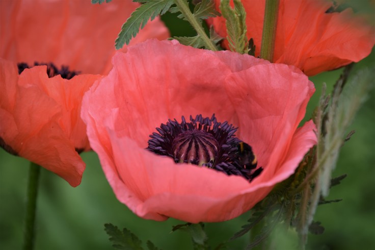 hagen i juni 2018 077 (2)