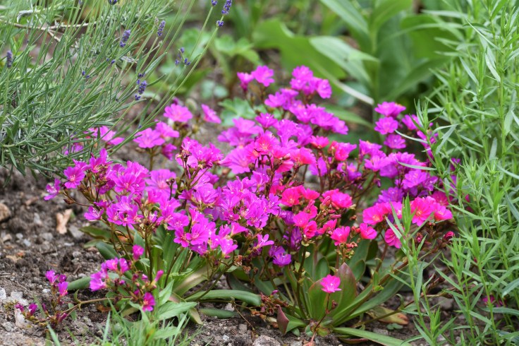 hagen i juni 2018 242 (2)