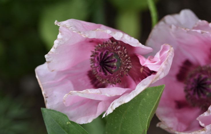 hagen i juni 2018 256 (2)