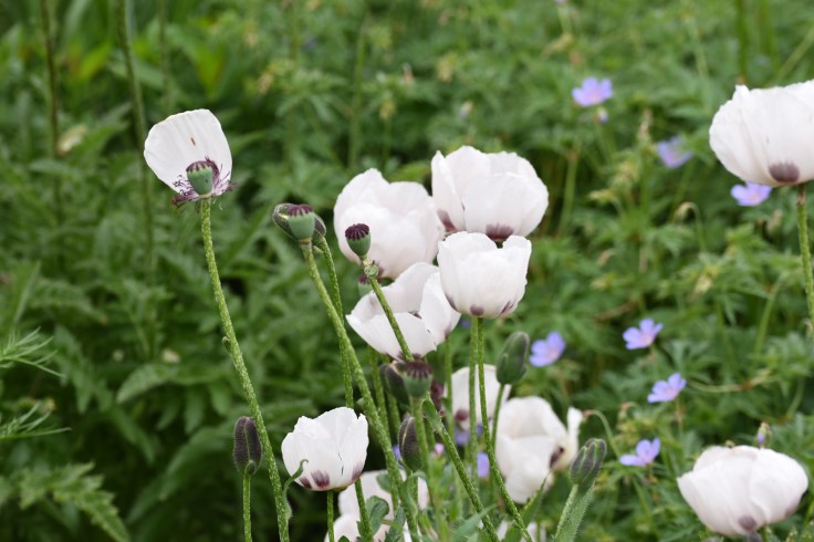 hagen i juni 2018 269