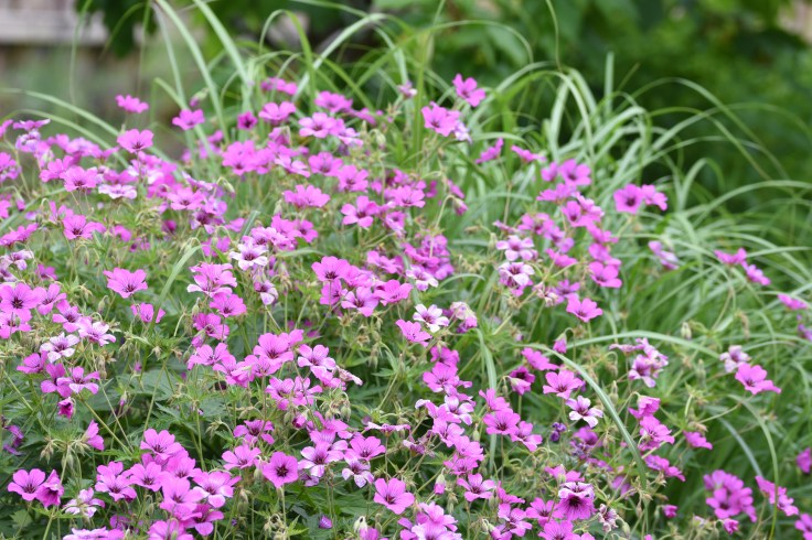 hagen i juni 2018 328